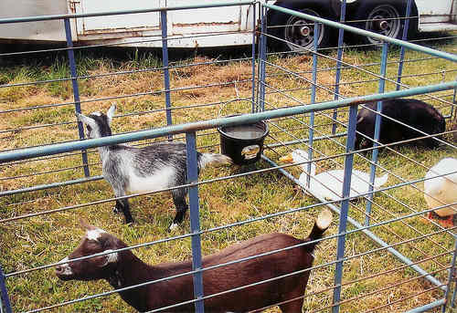 petting zoo new jersey