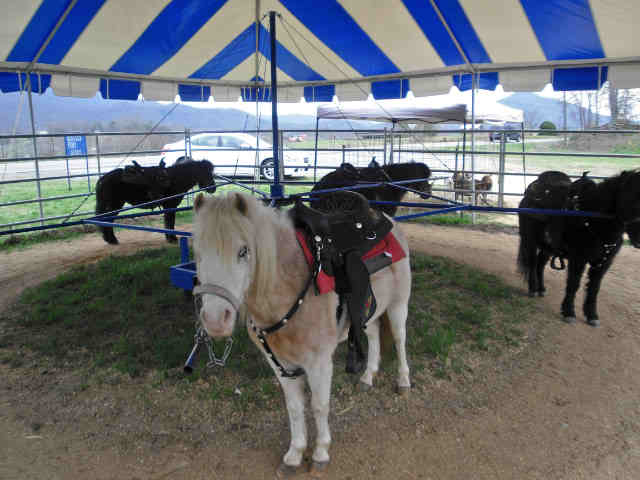 pony rides nyc